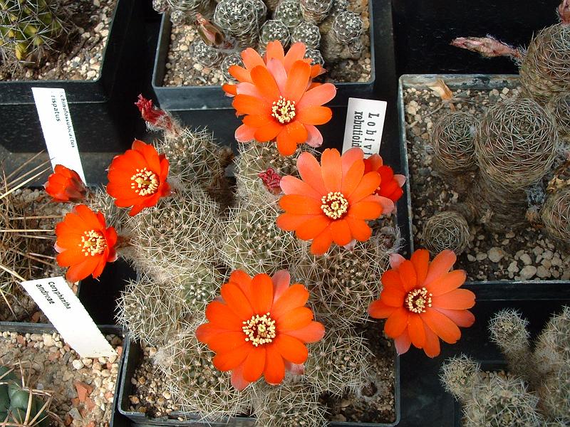 Lobivia rebutioides_2.JPG